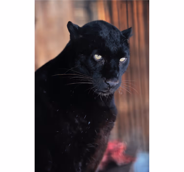 Roletai svetainė leopardo laukimas - „Tenstickers“
