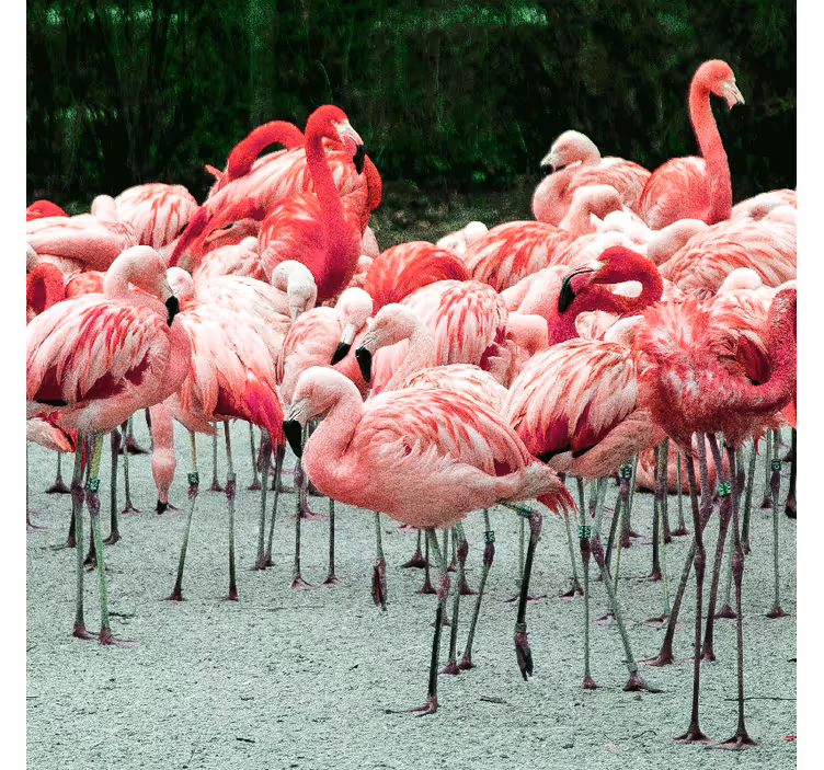 Roletai svetainė gražūs flamingai vandenyje - „Tenstickers“