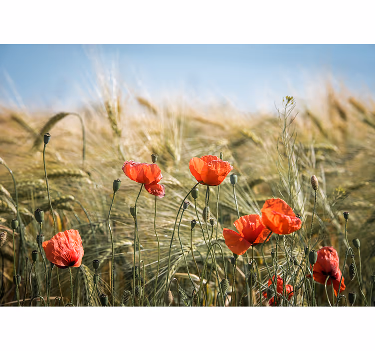 Roletai svetainė poppy laukų vasaros kvapą - „Tenstickers“