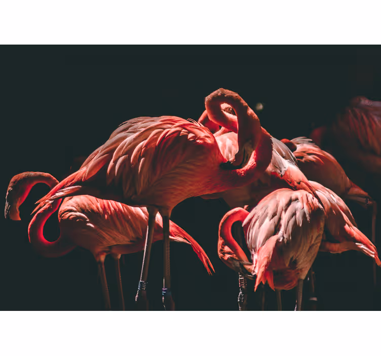 Roletai svetainė su apšviestais rožiniais flamingais - „Tenstickers“