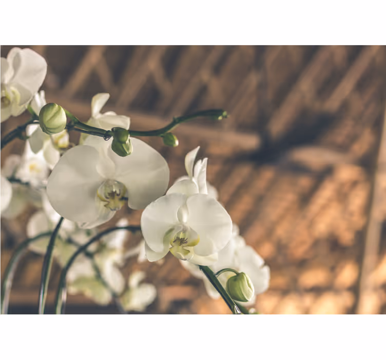 Roletai svetainė baltoji orchidėja struktūruoti - „Tenstickers“