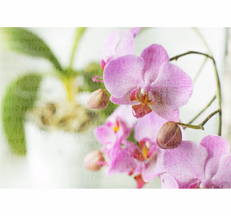 Roletai svetainė orchidėja su tekstu - „Tenstickers“