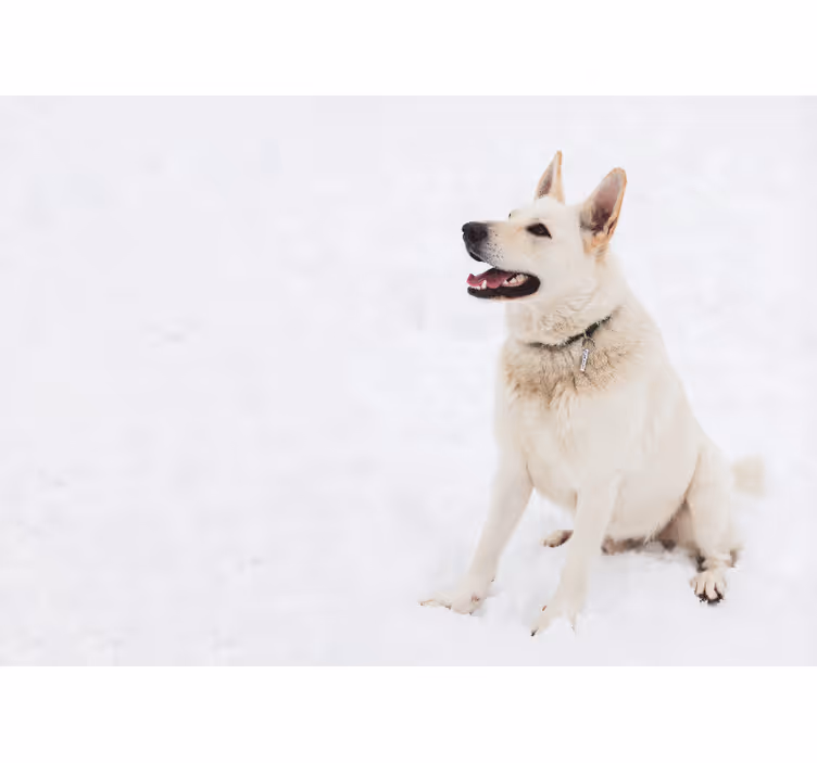 Roletai baltas husky sniege - „Tenstickers“