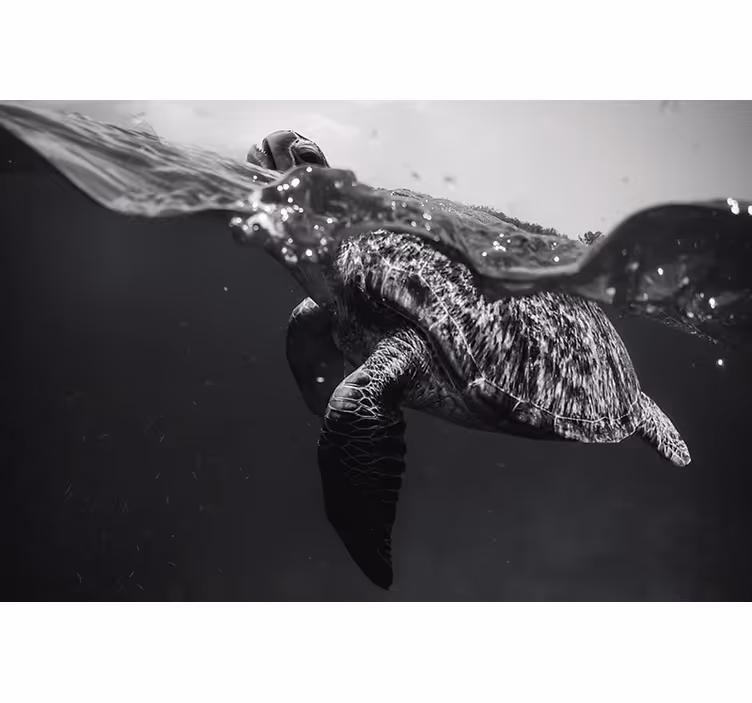 Roletai juoda monochrominė vėžlė plaukia - „Tenstickers“