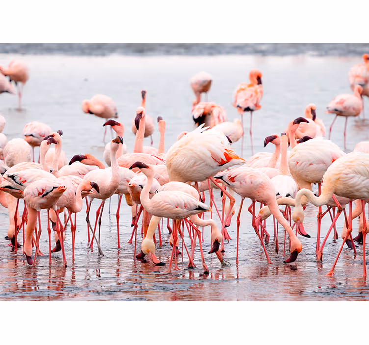 Roletai svetainė camargue regionas su flamingais - „Tenstickers“