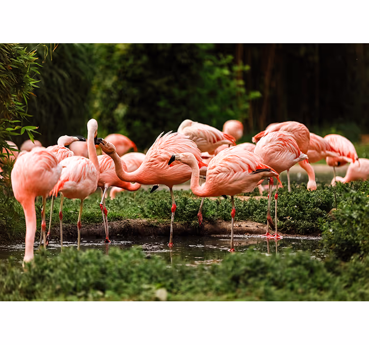 Flamingo grupės sienos freska - „Tenstickers“