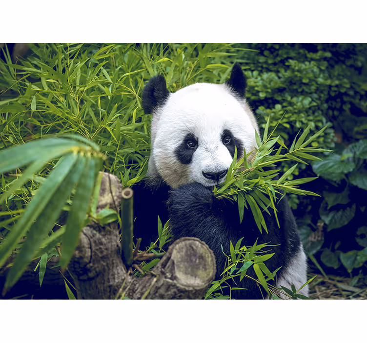 Bambuko sieninė panda šešėlyje - „Tenstickers“