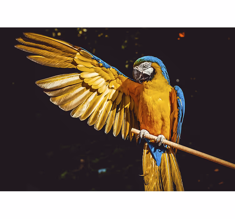 Atogrąžų paukščių sienos fotomuras - „Tenstickers“