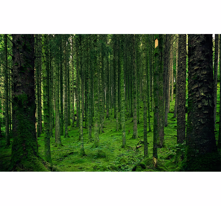 Lenkų stebuklinga miško sienų tapyba - „Tenstickers“