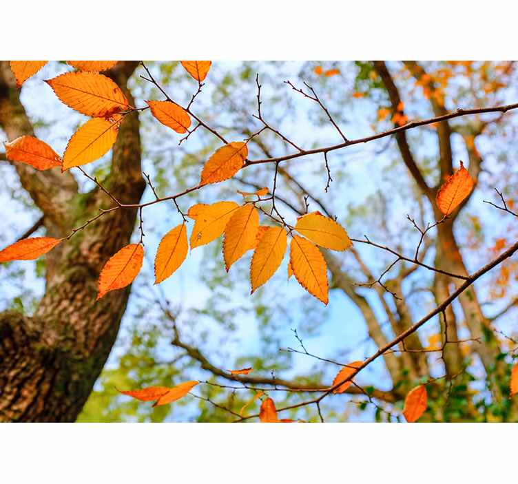 Rudens lapai medžio sienų paveikslas - „Tenstickers“