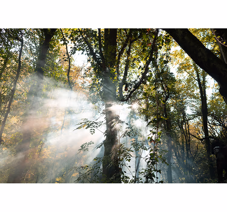 Miško sienos freska ramios miško atmosferos - „Tenstickers“