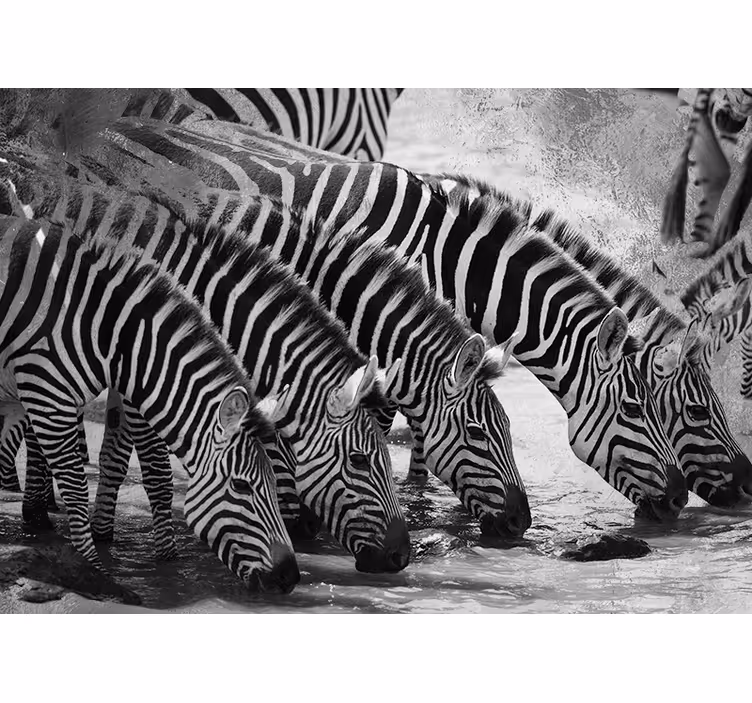 Zebrai geria vandenį gyvūnų sienų freska - „Tenstickers“
