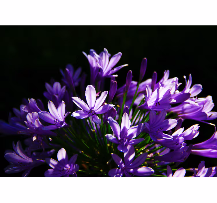 Gėlių sienos freska violetinė gėlių grožybė - „Tenstickers“
