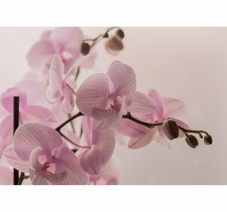 Orchidėjų sienų freska Švelnios orchidėjų žiedai - „Tenstickers“