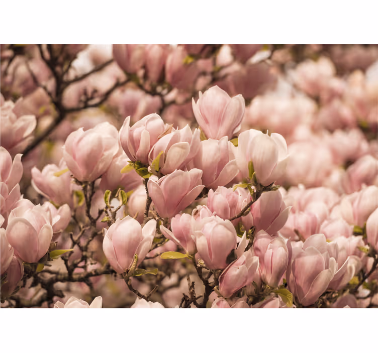 Magnolijos gėlės dizainas magnolija sieninis paveikslas - „Tenstickers“
