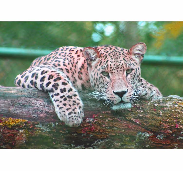 Gyvūnų sienų freska ramiai ilsintis leopardas - „Tenstickers“