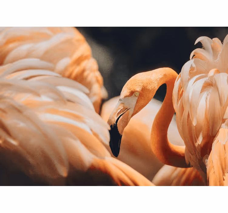 Prastos šviesos pic oranžinės flamingo sieninis paveikslas - „Tenstickers“
