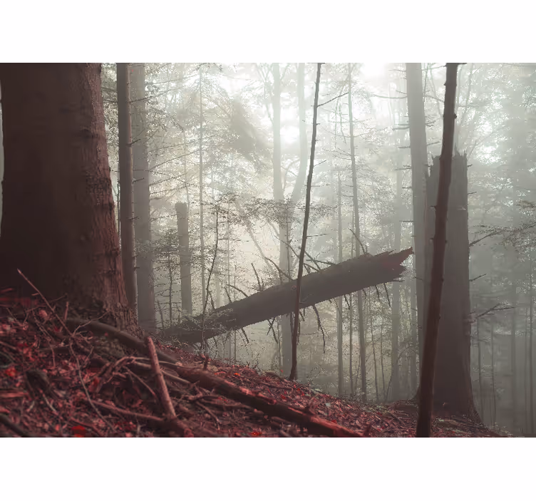 Pieniny miglotas miškas gamtos sienos freska - „Tenstickers“