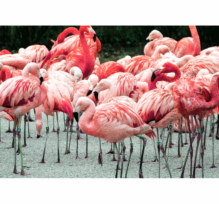 Gyvūnų sienų freska flamingų pulkas - „Tenstickers“