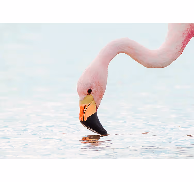 Rožinė flamingo galvos dizaino prieškambario freska - „Tenstickers“
