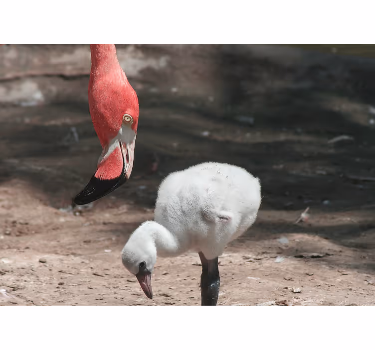 Gyvūnų sienų freska flamingo jauniklis - „Tenstickers“