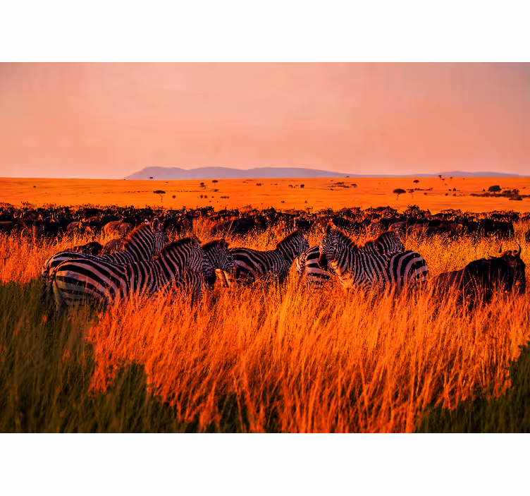 Gamtos sienų tapyba zebrai serengetyje - „Tenstickers“