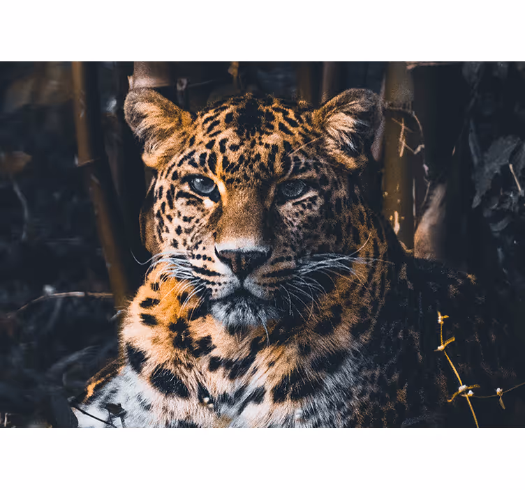 Gyvūnų sienų freska didžiojo leopardo portretas - „Tenstickers“