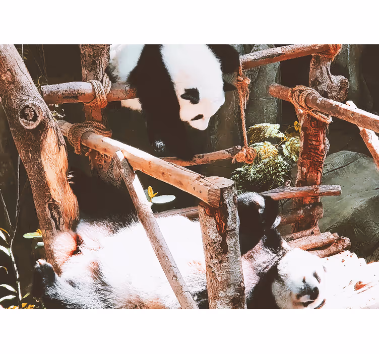 Gyvūnų sienų freska panda žaidimų scena - „Tenstickers“