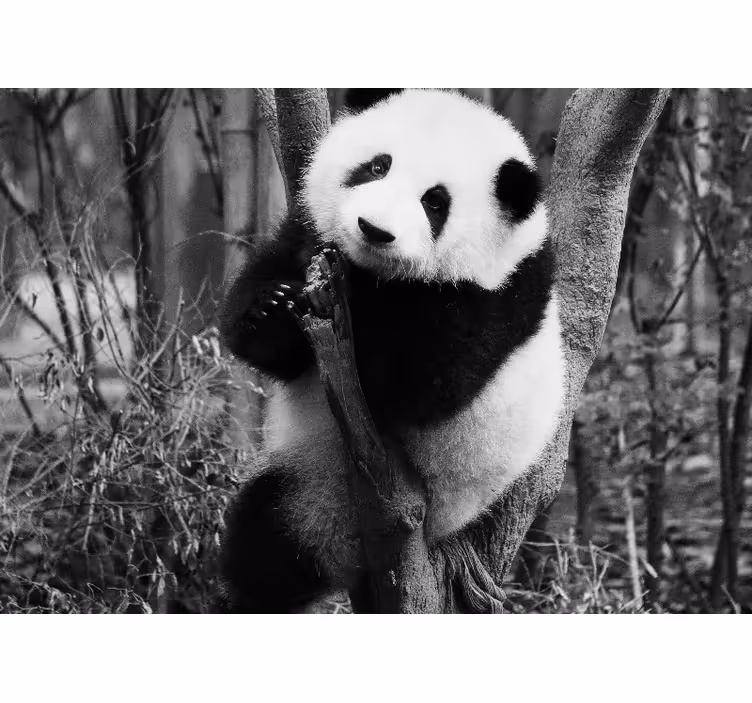 Gyvūnų sienų freska panda ant medžio - „Tenstickers“