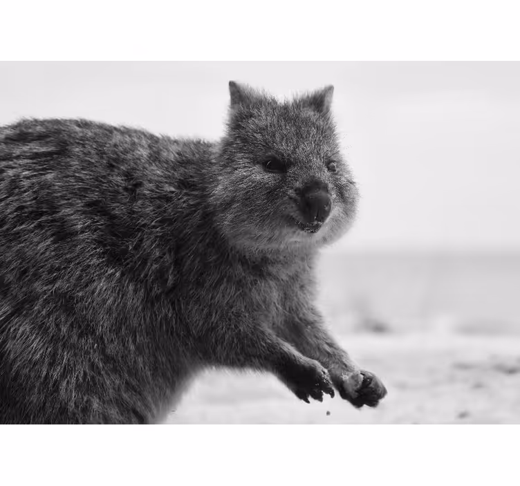 Gyvūnų sienų freska artimas wombato išraiškas - „Tenstickers“