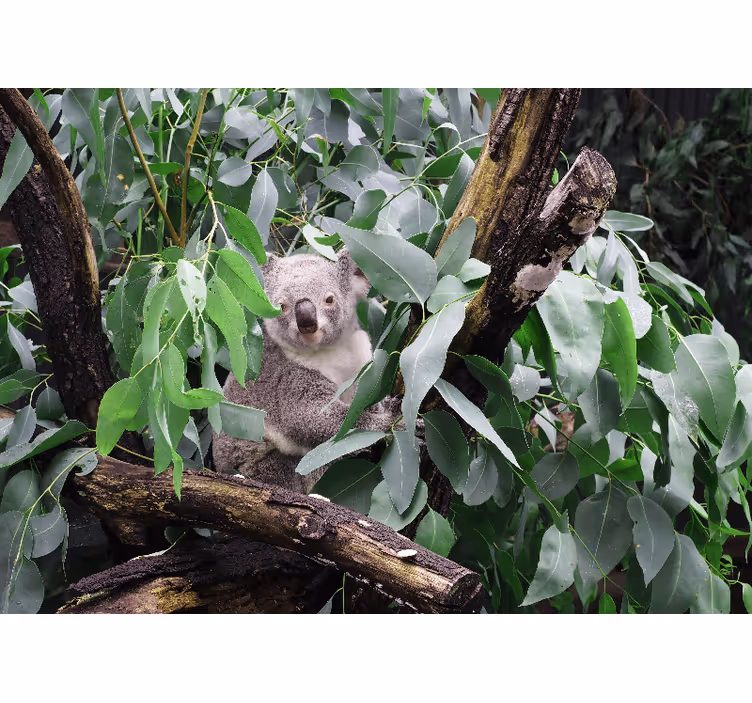 Gyvūnų sienų freska koala lapuose - „Tenstickers“