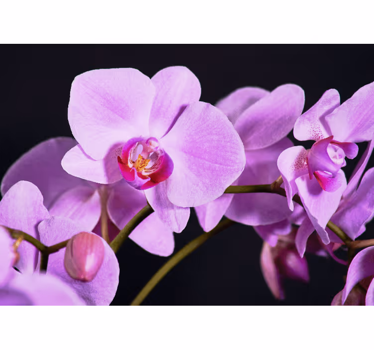 Orchidėjų sienų freska grakščios orchidėjos žiedai - „Tenstickers“