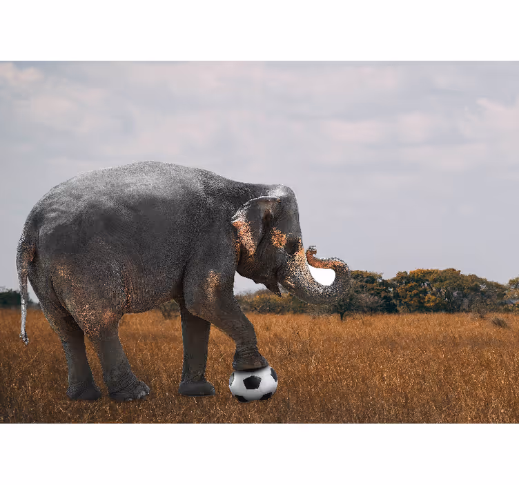 Gyvūnų sienų freska dramblio žaidžiančio futbolą - „Tenstickers“