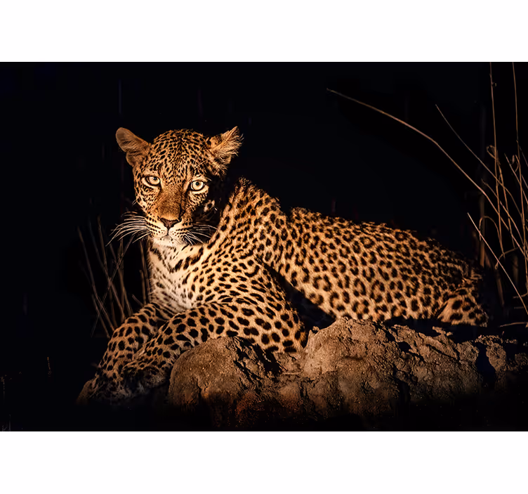 Leopardas dėmesio centre gyvūnų sienų freska - „Tenstickers“
