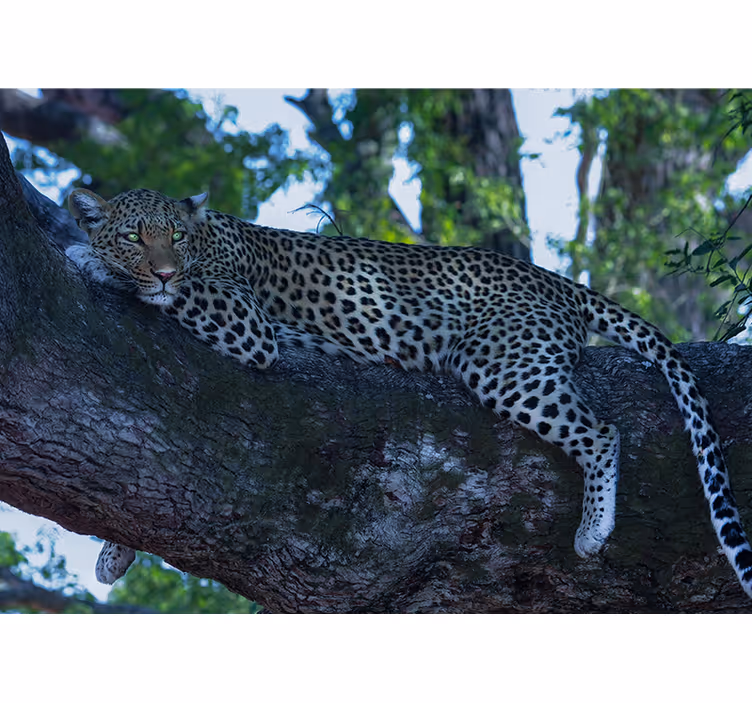 Leopardas patogiai ilsisi gyvūnų sienų freska - „Tenstickers“