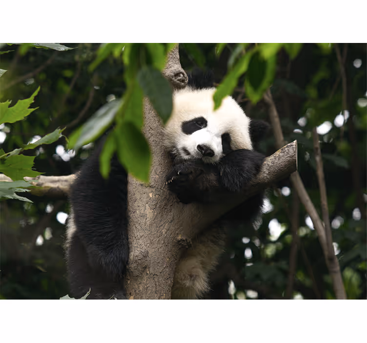 Gyvūnų sienų freska panda ilsisi ant medžio - „Tenstickers“