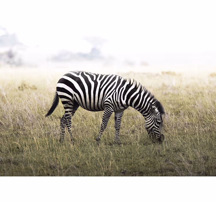 Gyvūnų sienų freska ramiai besigananti zebra - „Tenstickers“