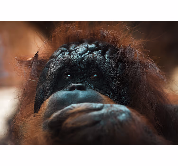 Gyvūnų sienų freska apmąstančio orangutano žvilgsnis - „Tenstickers“