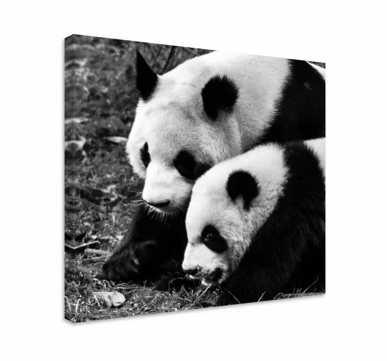 Drobė gyvunais panda pora apkabinimas - „Tenstickers“