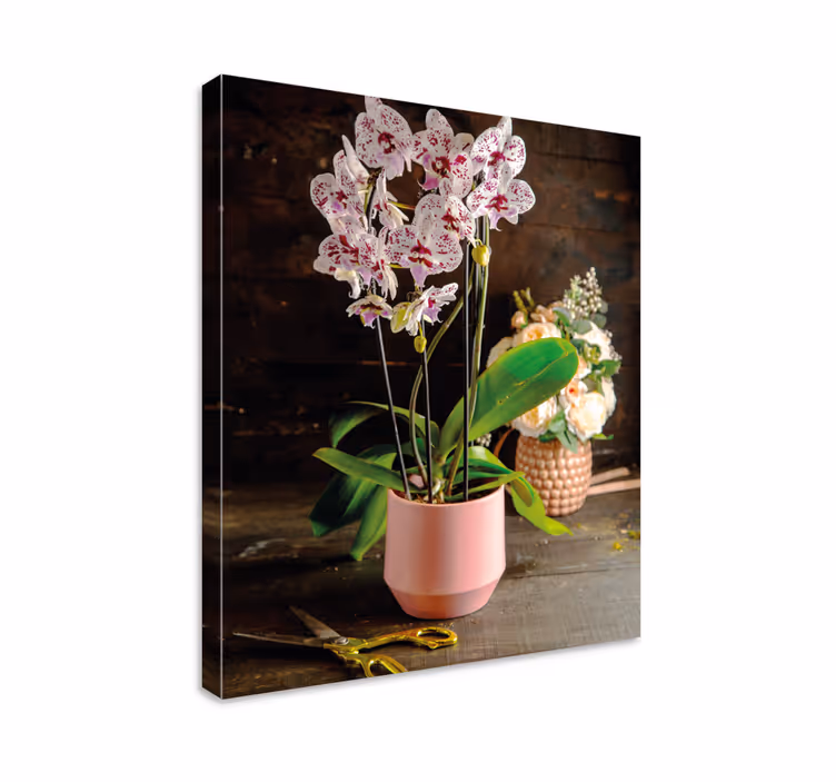 Orchidėjų išdėstymas Drobė gėlės ir augalai - „Tenstickers“