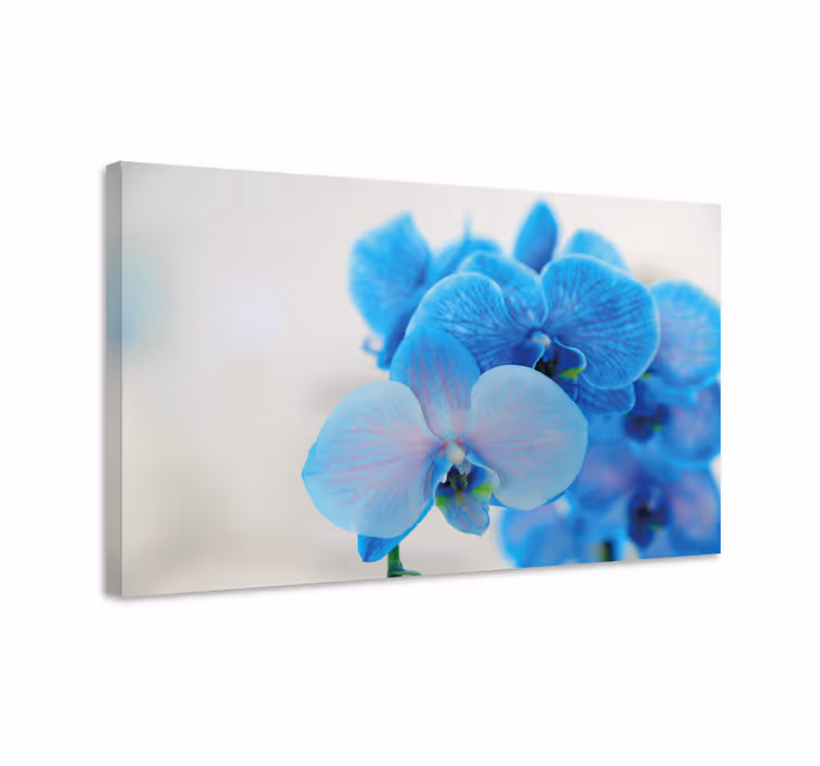 Drobė gėlės ir augalai mėlynos orchidėjos žydėjimas - „Tenstickers“