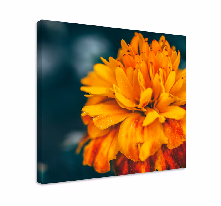 Drobė gėlės vibrant orange blossom - „Tenstickers“