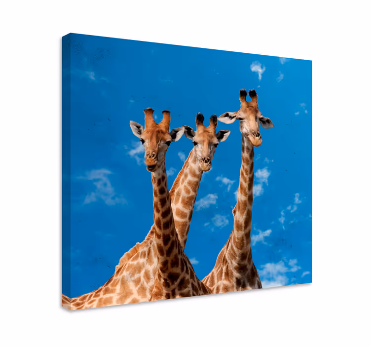 Drobė gyvunais giraffų trio portretas - „Tenstickers“
