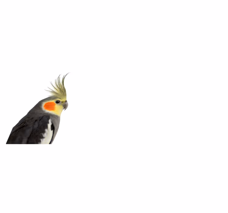 Kakadu papūga gyvūnų kilimas - „Tenstickers“