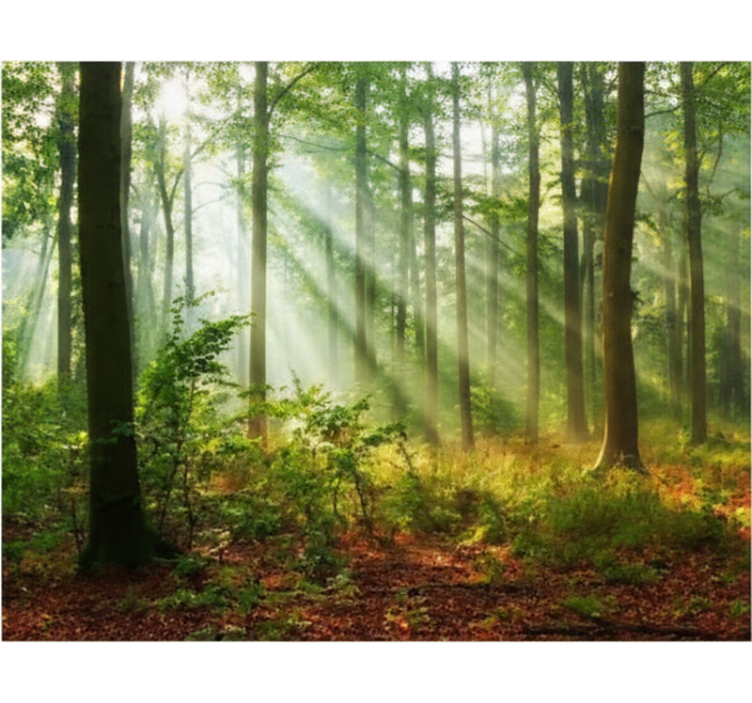 Roletai medžiai natūralus šviesos srautas miške - „Tenstickers“