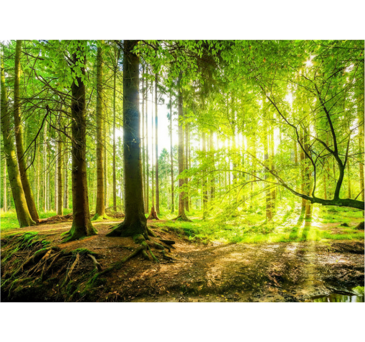 Roletai medžiai Žaliuojančio kalnų slėnio - „Tenstickers“