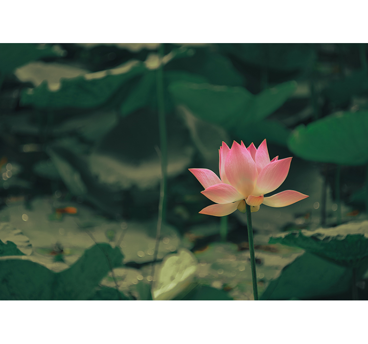 Roletai žalias rožinis žiedas - „Tenstickers“