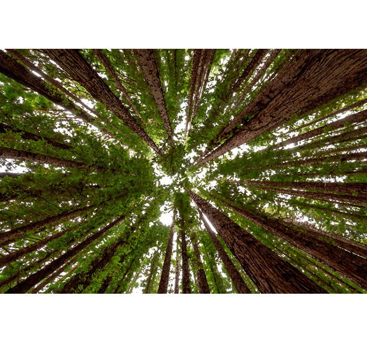 Aukščio baldakimo dizainas Roletai medžiai - „Tenstickers“