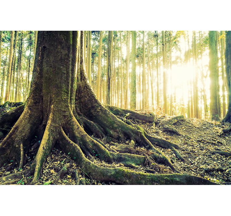 Didingos miško šaknys Roletai medžiai - „Tenstickers“