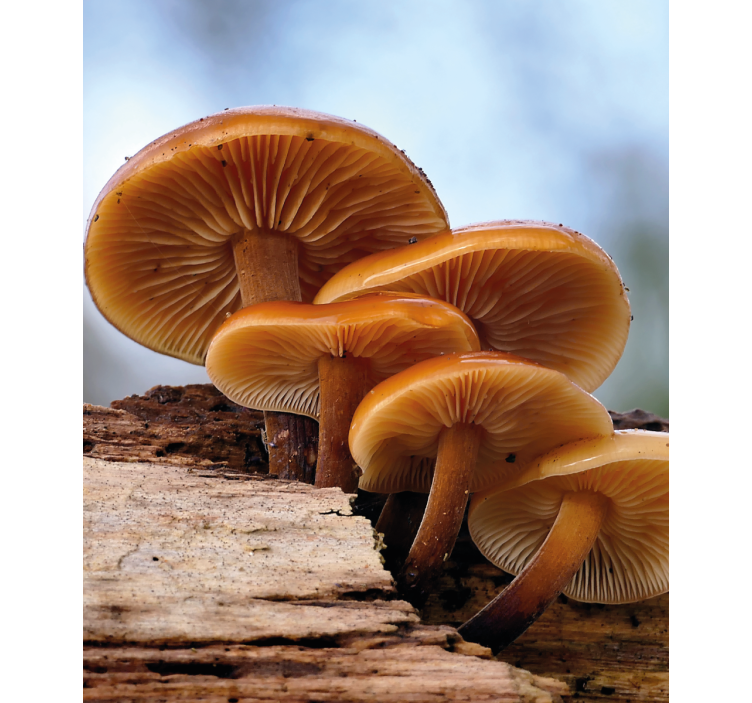 Grybų augimas Roletai gėlės ir augalai - „Tenstickers“